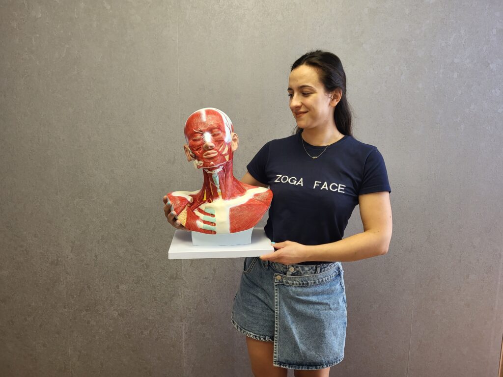 Model przedstawiający mięśnie twarzy